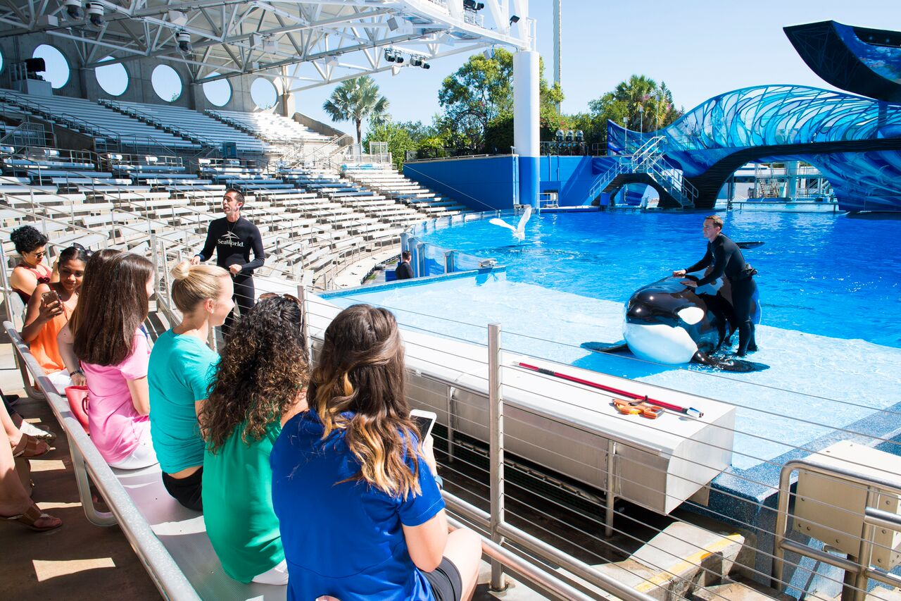 SeaWorld Orlando Killer Whale Tour, Killer Whale Tour, SeaWorld Orlando, Orlando Family attractions
