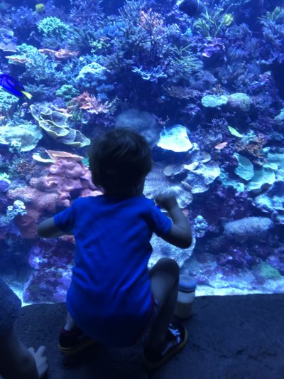 SeaWorld Orlando Toddler Attractions, SeaWorld Orlando, SeaWorld Orlando With Preschoolers, SeaWorld Orlando Tips