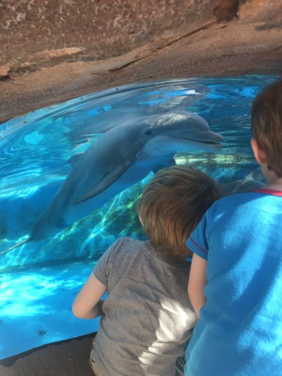 SeaWorld Orlando Toddler Attractions, SeaWorld Orlando, SeaWorld Orlando With Preschoolers, SeaWorld Orlando Tips SeaWorld Orlando Toddler Attractions, SeaWorld Orlando, SeaWorld Orlando With Preschoolers, SeaWorld Orlando Tips