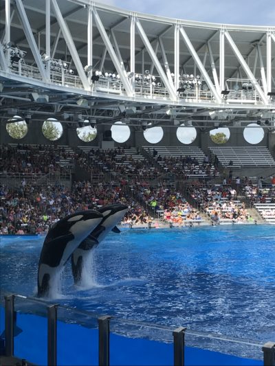 SeaWorld Orlando Toddler Attractions, SeaWorld Orlando, SeaWorld Orlando With Preschoolers, SeaWorld Orlando Tips SeaWorld Orlando Toddler Attractions, SeaWorld Orlando, SeaWorld Orlando With Preschoolers, SeaWorld Orlando Tips