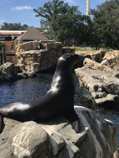 SeaWorld Orlando Toddler Attractions, SeaWorld Orlando, SeaWorld Orlando With Preschoolers, SeaWorld Orlando Tips SeaWorld Orlando Toddler Attractions, SeaWorld Orlando, SeaWorld Orlando With Preschoolers, SeaWorld Orlando Tips