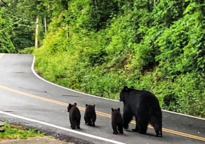 Pigeon Forge Travel Tips, Pigeon Forge Guide, Pigeon Forge Bucket List, Must-Do Pigeon Forge