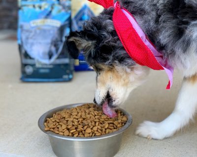 BLUE Buffalo Dog Food brand, senior dog food brand BLUE Buffalo Dog Food brand, senior dog food brand