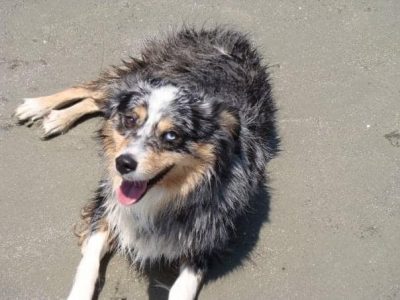 Tips for comforting your dying dog Tips for comforting your dying dog