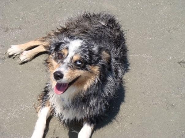 Tips for comforting your dying dog