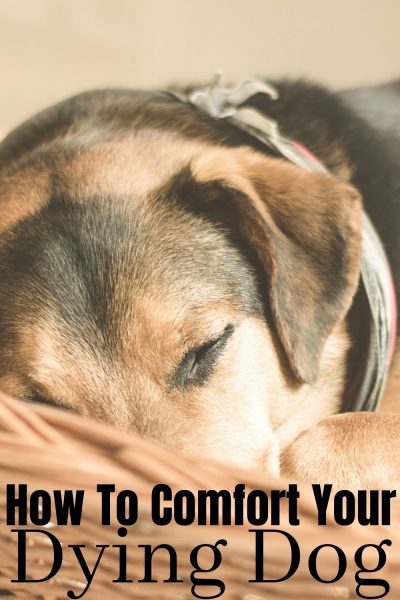9 tips for comforting your dying dog, from home, with natural options. #Dogs #Pets #DogTips #DogsandPuppies 9 tips for comforting your dying dog, from home, with natural options. #Dogs #Pets #DogTips #DogsandPuppies