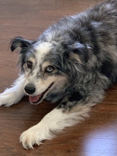 Dogs, Dying Dog, Coping With A Dying Dog Dogs, Dying Dog, Coping With A Dying Dog