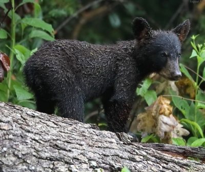 Great Smoky Mountains National Park bear